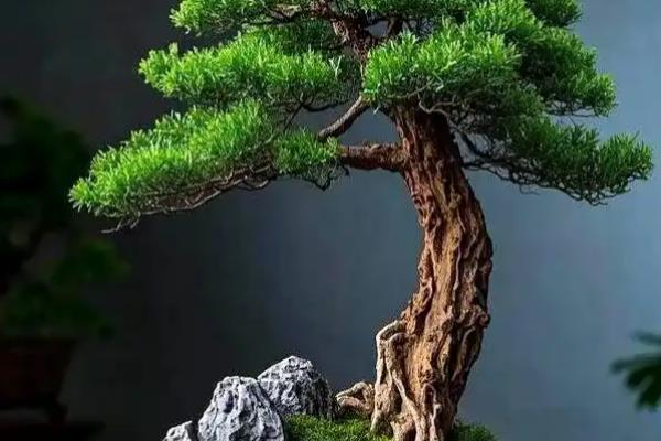 迎客松的养殖方法,平时把温度保持在20-25℃