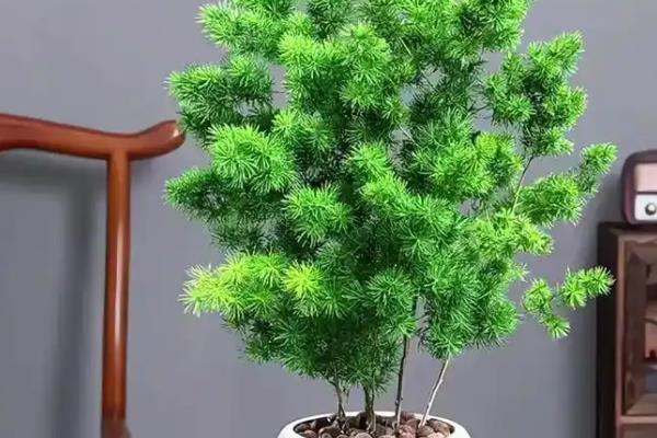 迎客松的养殖方法,平时把温度保持在20-25℃