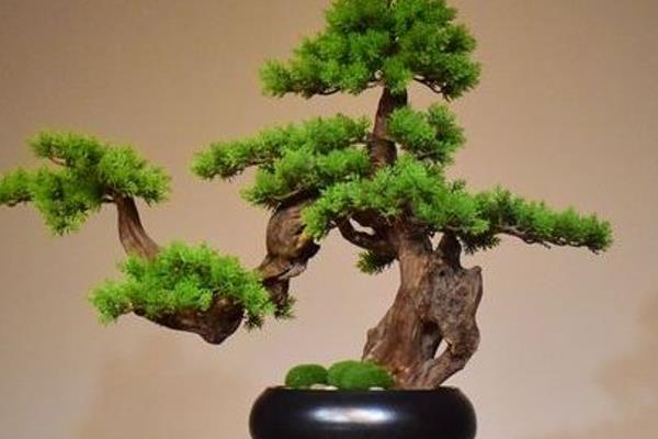 迎客松的养殖方法,平时把温度保持在20-25℃