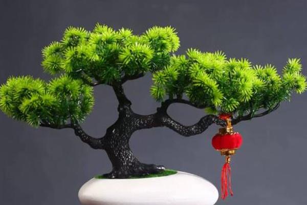 迎客松的养殖方法,平时把温度保持在20-25℃
