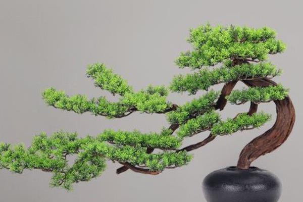 迎客松的养殖方法,平时把温度保持在20-25℃