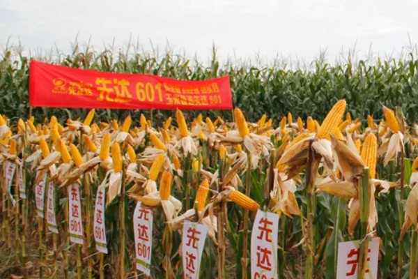 宏育601玉米的简介,是HY201×HY1M组合配对选育的
