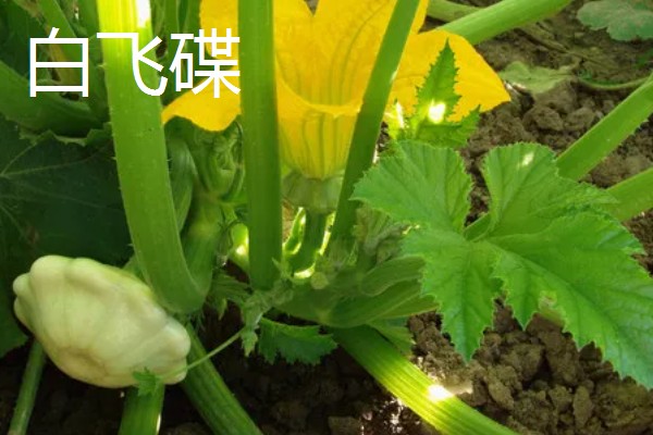 哪些南瓜可以观赏,桔瓜、黄飞碟等品种可以作为盆栽