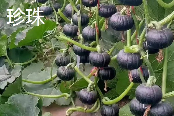 哪些南瓜可以观赏,桔瓜、黄飞碟等品种可以作为盆栽