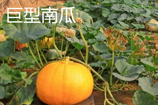 哪些南瓜可以观赏,桔瓜、黄飞碟等品种可以作为盆栽