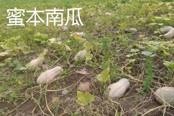 哪些南瓜可以观赏,桔瓜、黄飞碟等品种可以作为盆栽