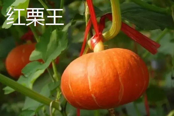 哪些南瓜可以观赏,桔瓜、黄飞碟等品种可以作为盆栽