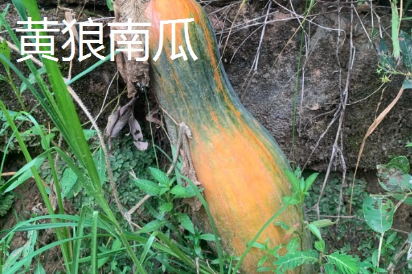 哪些南瓜可以观赏,桔瓜、黄飞碟等品种可以作为盆栽