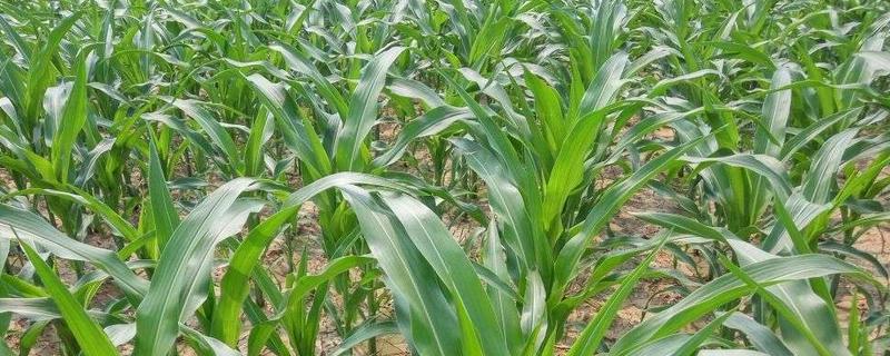 玉米控旺药能和芸苔素内酯混用吗，不建议混合使用
