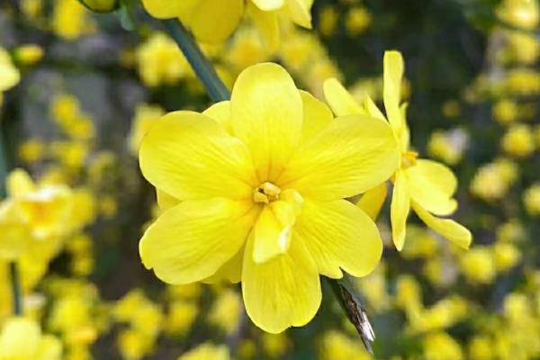 迎春花怕不怕冻,不怕冻