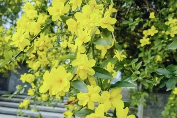 迎春花怕不怕冻,不怕冻