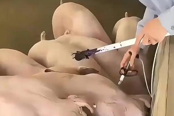 小猪怎么防疫,30日龄要注射猪瘟细胞苗