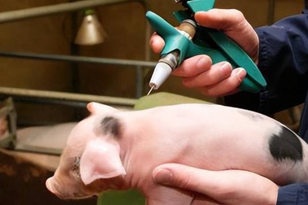 小猪怎么防疫,30日龄要注射猪瘟细胞苗