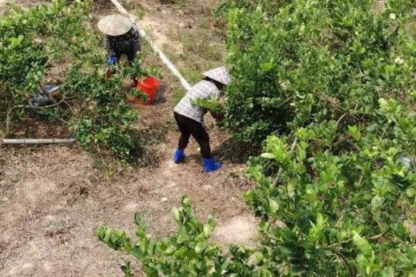 怎么种柠檬,通常在2-3月和9-10月种