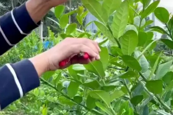 怎么种柠檬,通常在2-3月和9-10月种