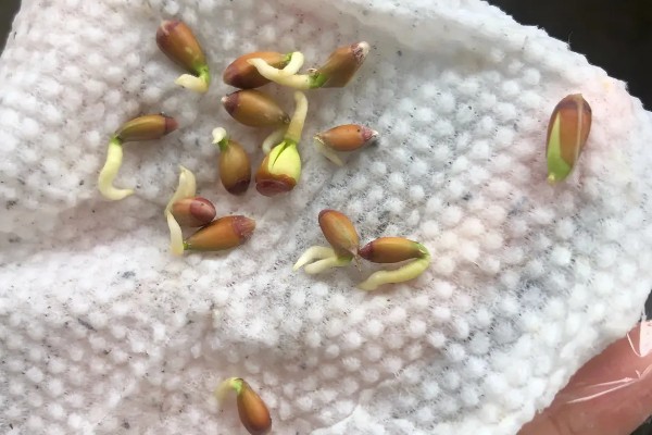 怎么种柠檬,通常在2-3月和9-10月种