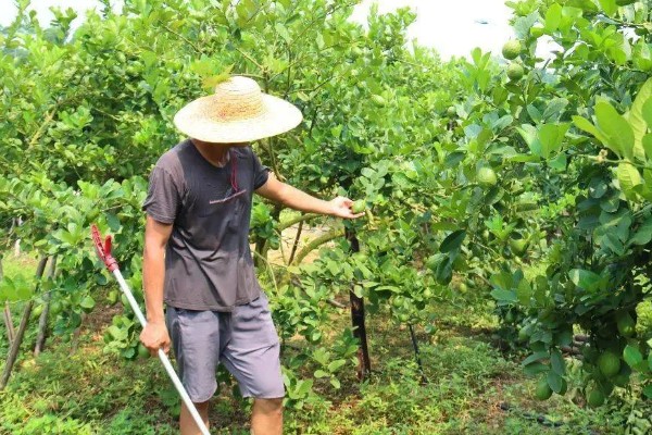 怎么种柠檬,通常在2-3月和9-10月种