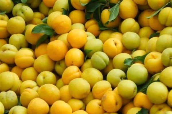 河北阜城县的特产，有阜城杏梅、漫河西瓜等