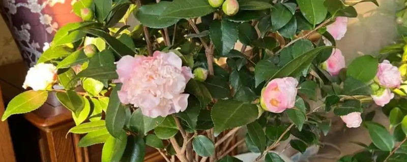 刚买回来的茶花如何养殖，摆放在有散光的环境中