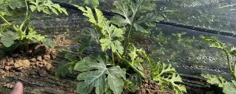 西瓜需不需要打头去顶，要根据茎蔓生长情况判断