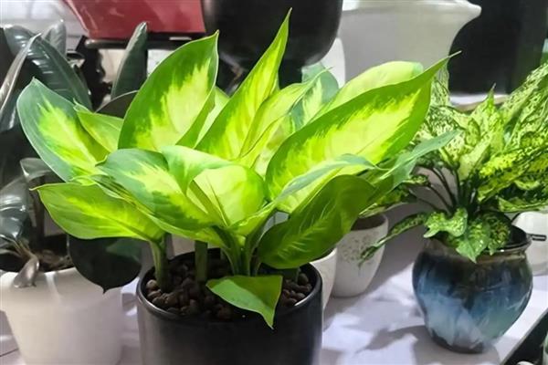 万年青长高了如何修剪，及时剪去顶端嫩枝或幼芽
