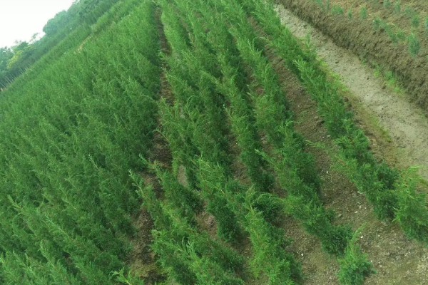 塔柏的价值，可以观赏、净化空气、制作家具等