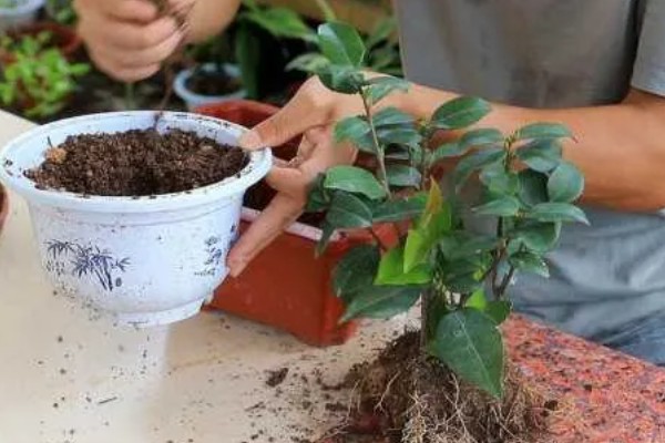 让茶花重新长叶的方法,种植泥土需要使用疏松土壤