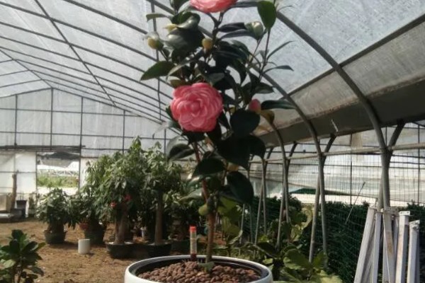 让茶花重新长叶的方法,种植泥土需要使用疏松土壤