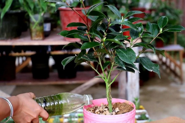 让茶花重新长叶的方法,种植泥土需要使用疏松土壤
