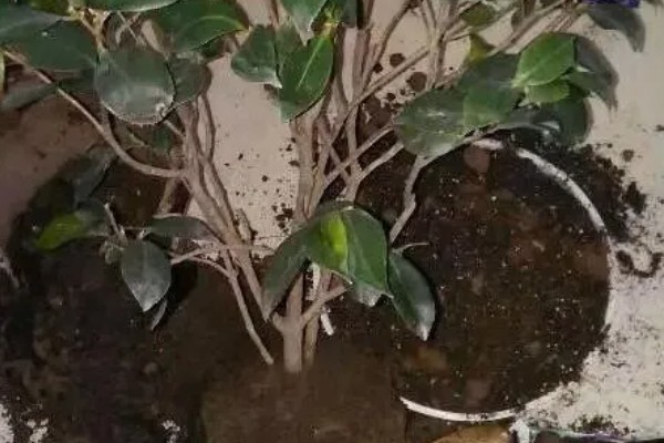 让茶花重新长叶的方法,种植泥土需要使用疏松土壤