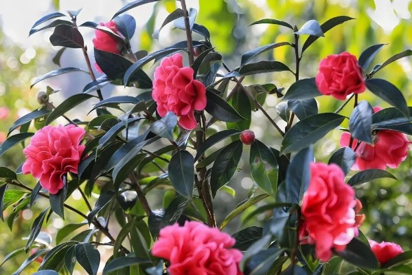 让茶花重新长叶的方法,种植泥土需要使用疏松土壤