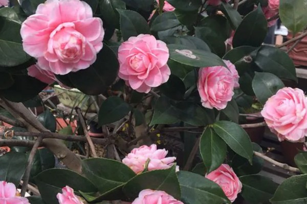 让茶花重新长叶的方法,种植泥土需要使用疏松土壤