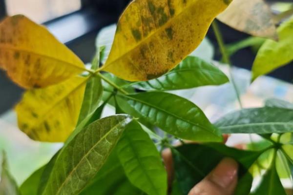发财树掉叶子的原因,浇水过多、光照过强都是常见因素