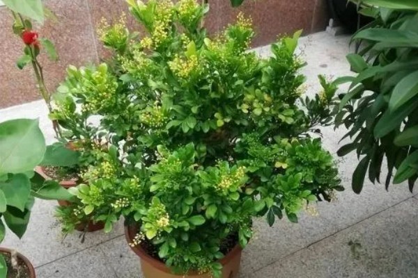 米兰花叶子发黄干枯怎么处理,需合理浇水