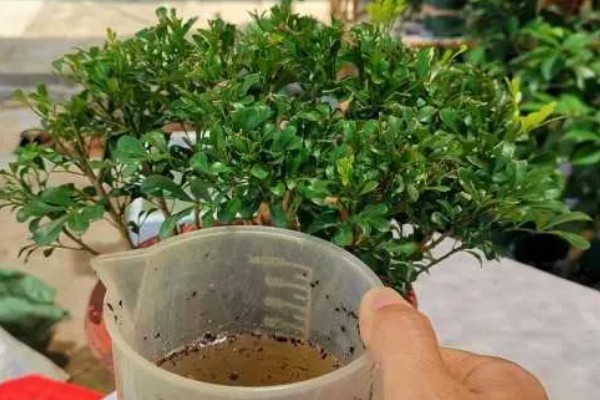 米兰花叶子发黄干枯怎么处理,需合理浇水