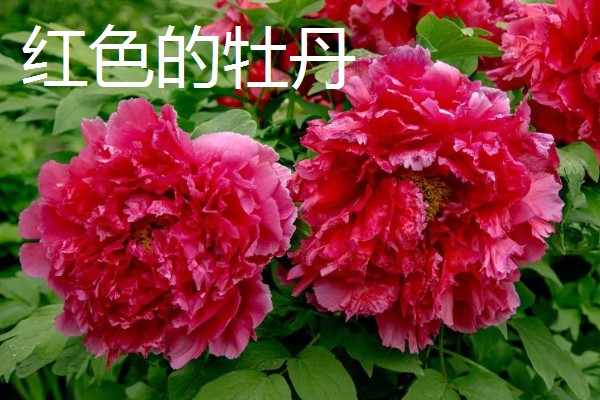 牡丹的花语，不同颜色的花语不同