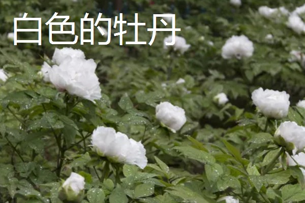 牡丹的花语，不同颜色的花语不同