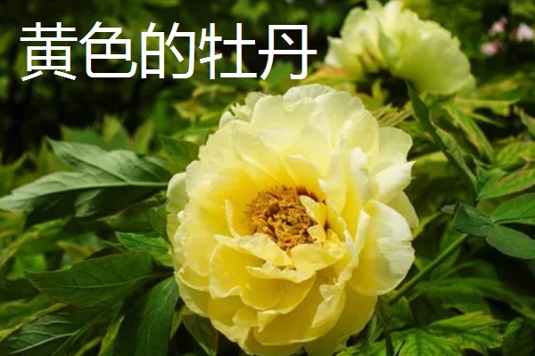 牡丹的花语，不同颜色的花语不同