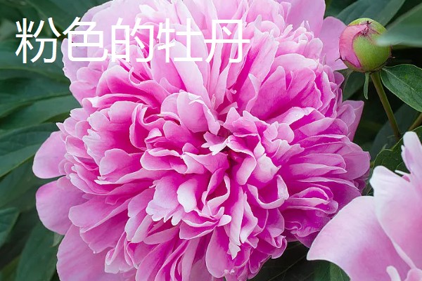 牡丹的花语，不同颜色的花语不同