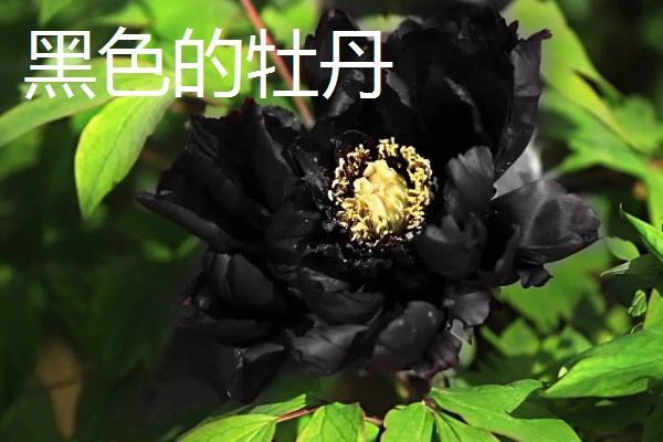 牡丹的花语，不同颜色的花语不同