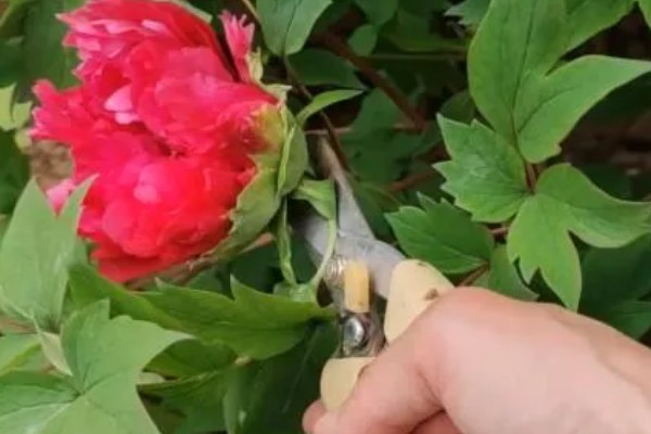 牡丹的花语，不同颜色的花语不同