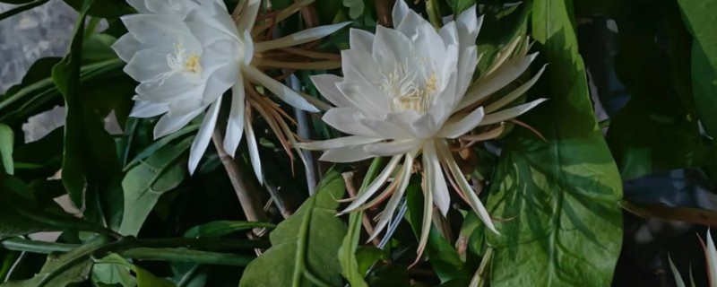 昙花的养殖方法，春秋季节2-3天浇水一次