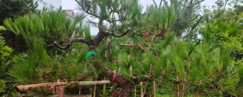 罗汉松的种类，有短叶罗汉松、狭叶罗汉松等