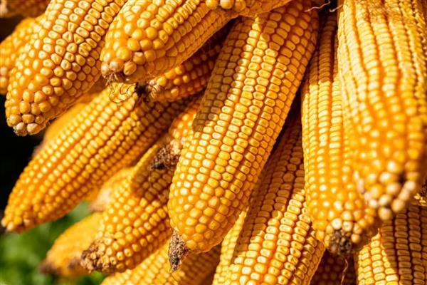 新疆玉米的亩产量,可以达到700-900公斤左右