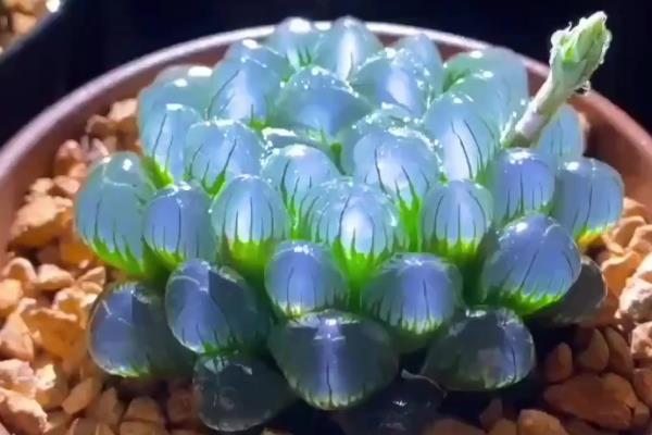 玉露中间长高了怎么处理,可改善光照、停止浇水等