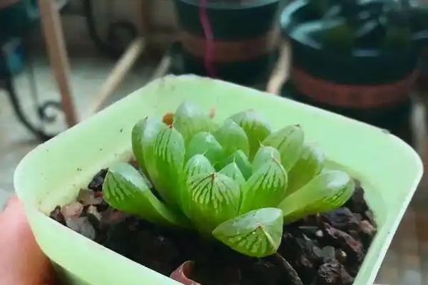 玉露中间长高了怎么处理,可改善光照、停止浇水等