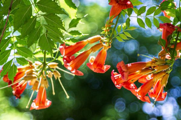 凌霄花夏季怎么养殖，放在有散光的环境中