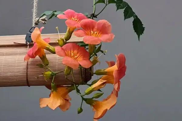 凌霄花夏季怎么养殖，放在有散光的环境中
