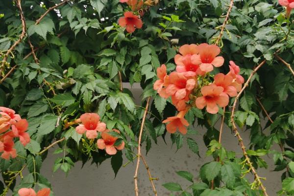 凌霄花夏季怎么养殖，放在有散光的环境中