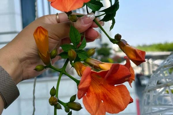 凌霄花夏季怎么养殖，放在有散光的环境中